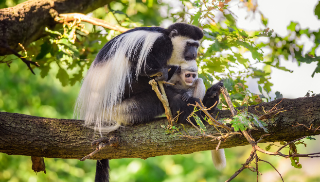 Wildlife